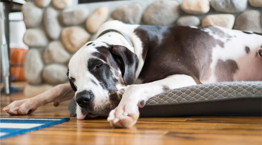 Great Dane laying down on Mattress Style Bed