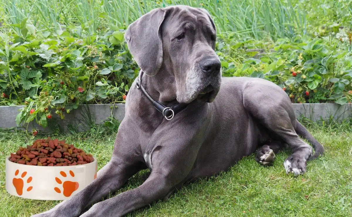 Great Dane laying in the grass with bowl of dog kibble