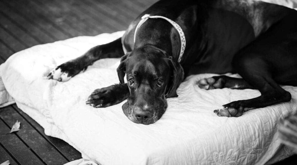 Great Dane laying on bed