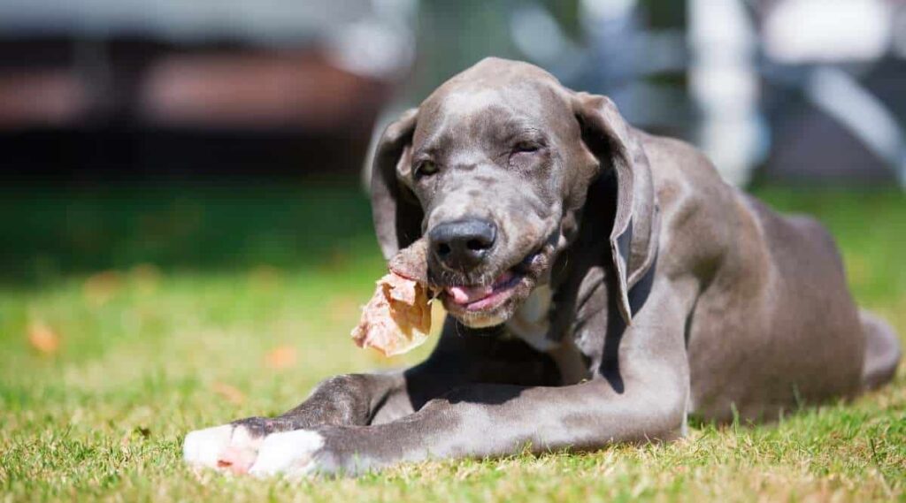 Great Dane puppy on the lawn chewing on a pig's ear