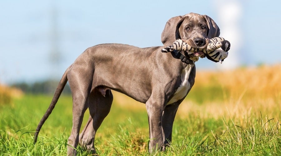 Great Dane with Soft Toy