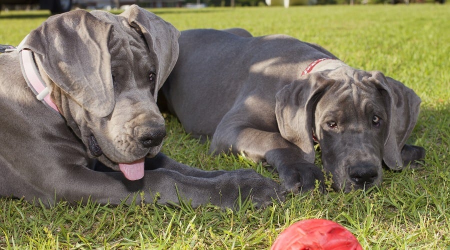 2 Blue Great Danes Laying in Grass