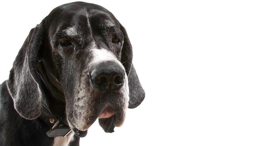 Great Hound
