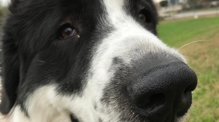 Great Pyredane, a Great Dane and Pyrenees mix breed.