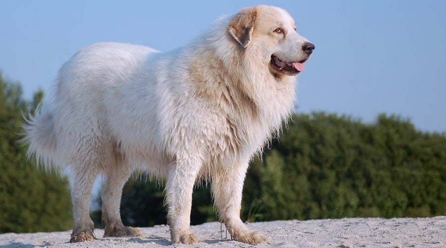 Great Pyrenees