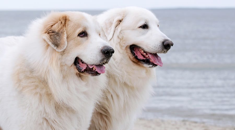 Great Pyrenees