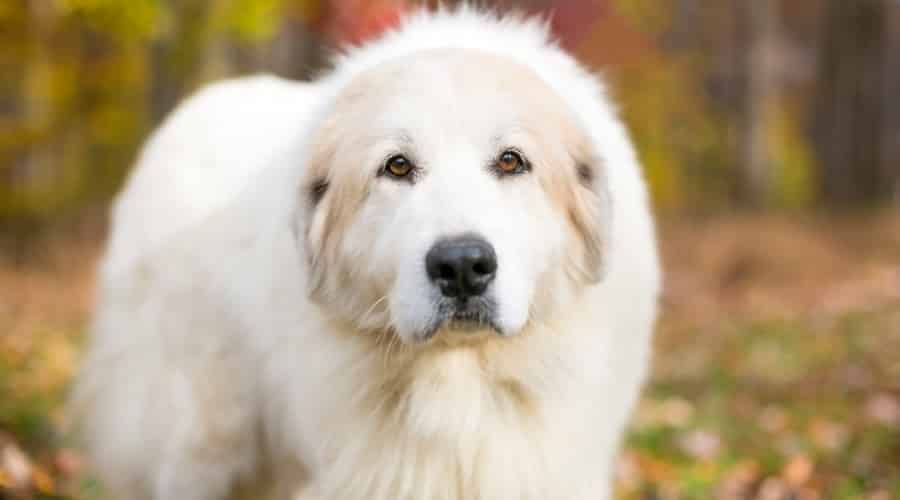 Great Pyrenees Dog Outdoors