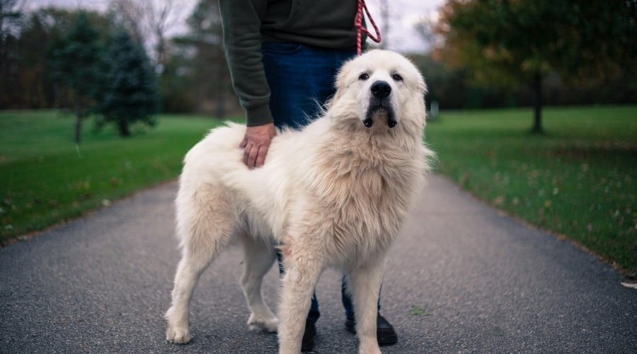 Great Pyrenees Dog Outside Leaning on Owner