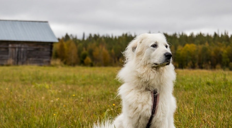 Great Pyrenees Dog in Field