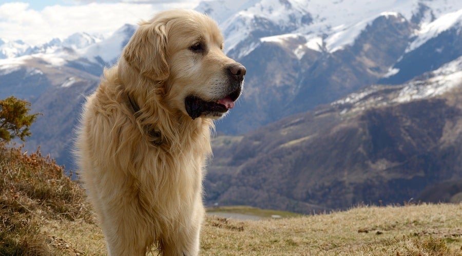 Great Pyrenees Dog