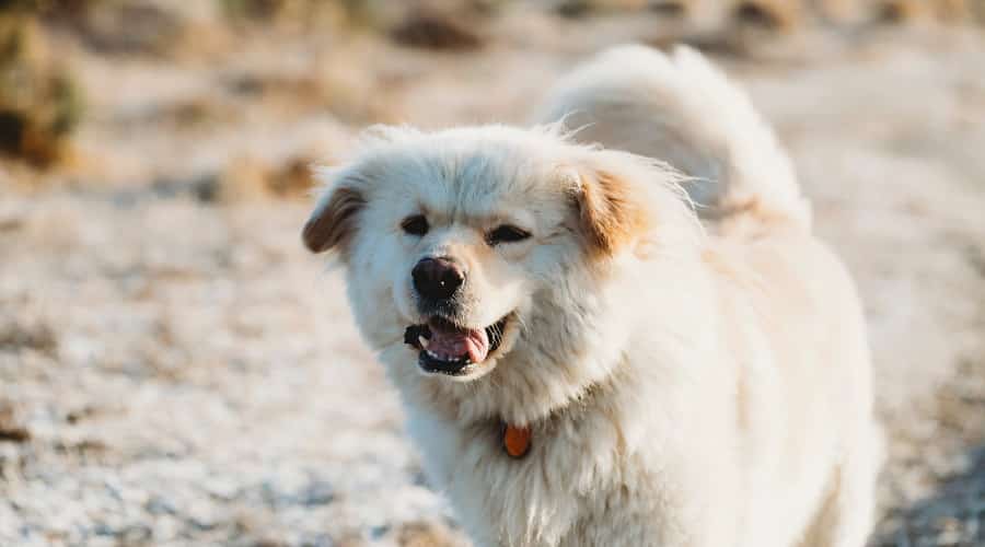 Great Pyrenees Lab Mix