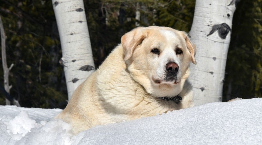 Great Pyrenees Lab mix on snow hill