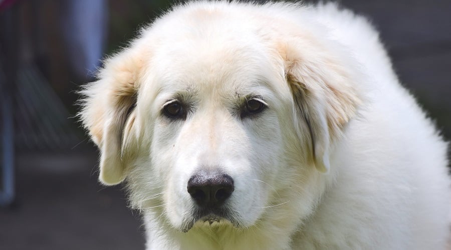 Great Pyrenees Lab mix sitting