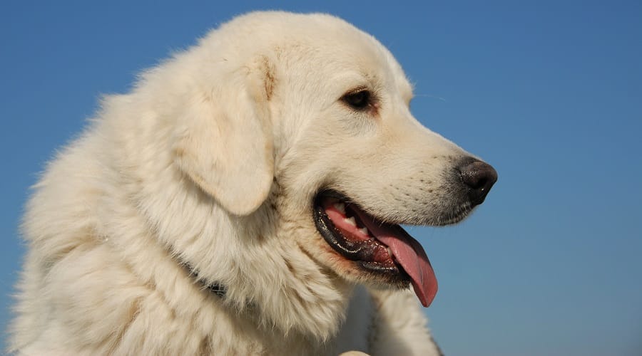 Great Pyrenees Labrador Being Trained