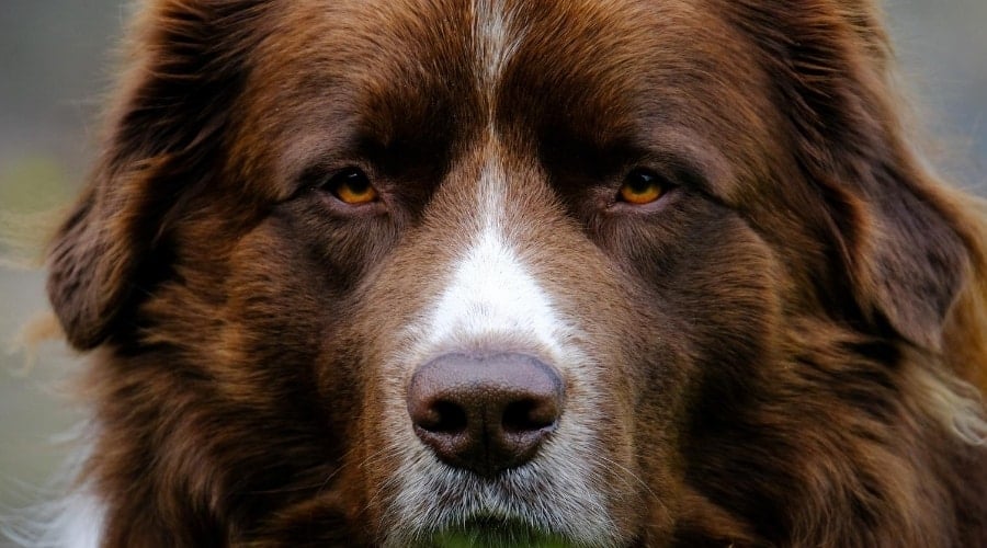Pyrenees Mountain Dog
