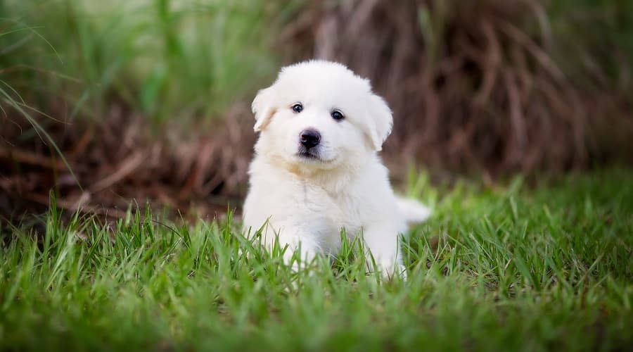 Great Pyrenees Puppy Food