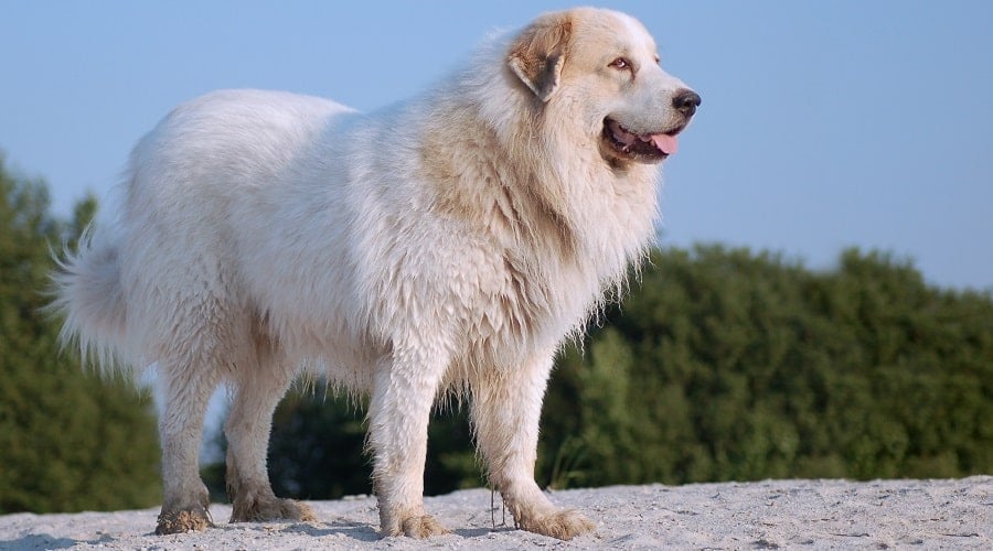 Senior Great Pyrenees standing on sand with trees in background.