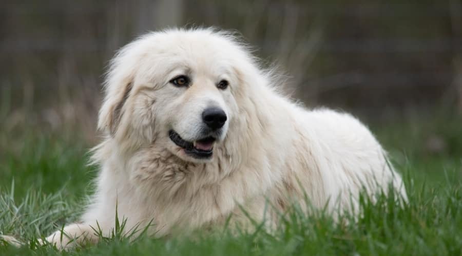 Great Pyrenees in Grass