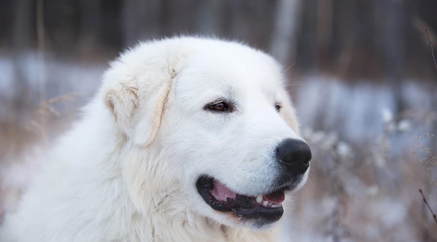 Great Pyrenees lab mix hairy