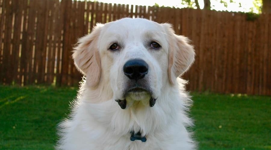Great Pytriever, a Golden Retriever and Great Pyrenees mix.