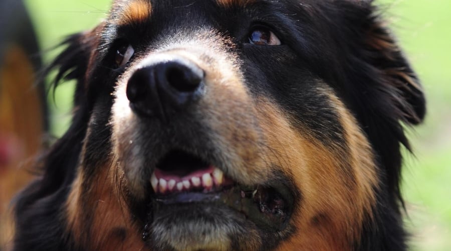 Great Weilernees, a Rottweiler and Great Pyrenees mix.
