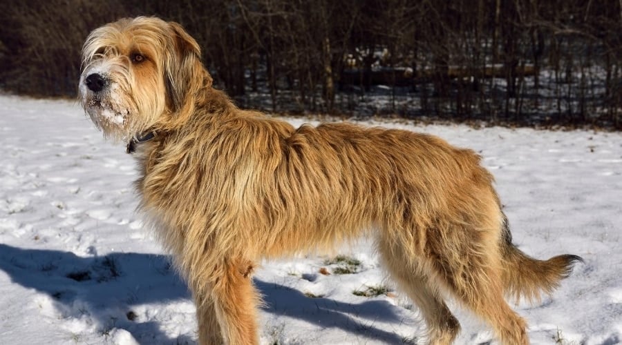 Great Wolfhound, the Irish Wolfhound and Great Pyrenees mix.