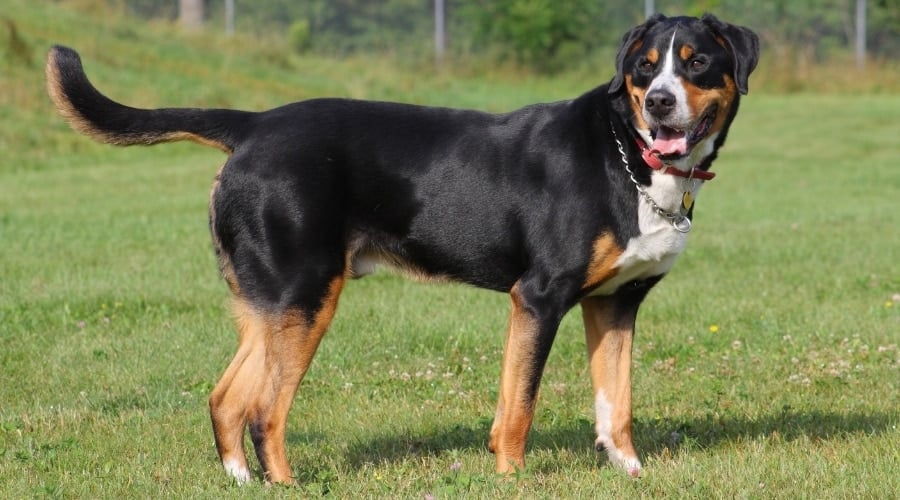 Greater Swiss Mountain Dog Outside