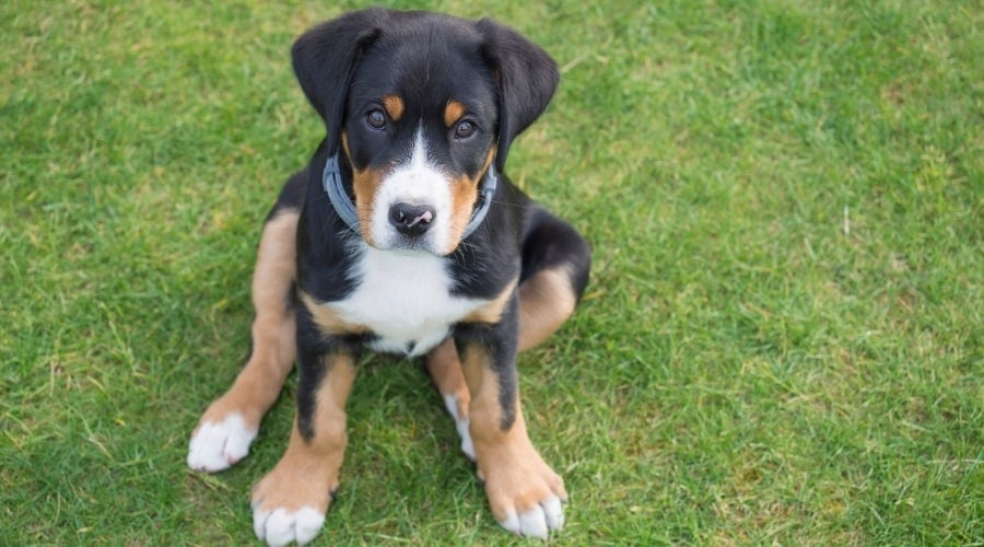 Greater Swiss Mountain Dog Puppy