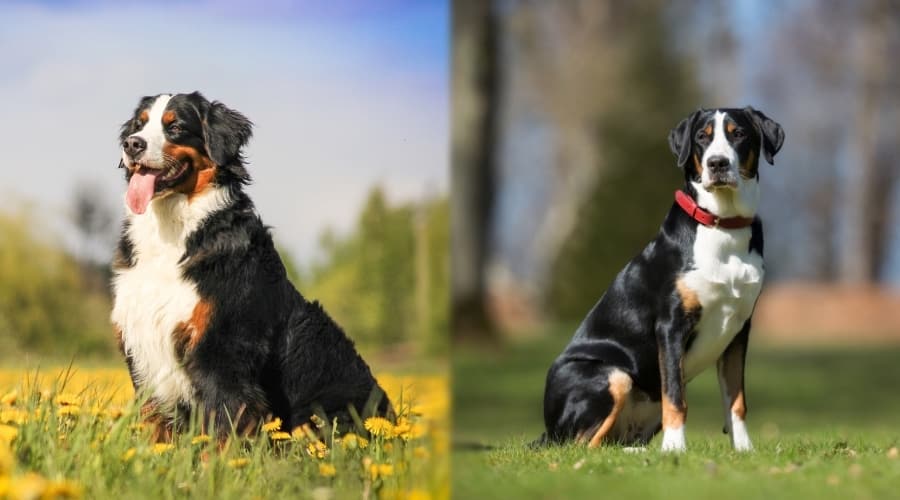 Greater Swiss Mountain Dog and Bernese Mountain Dog in Grass