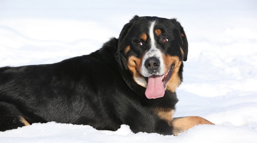 Greater Swiss Mountain Dog in Snowy Conditions