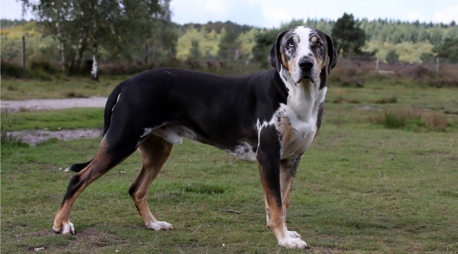Greater Swissahoula Dog