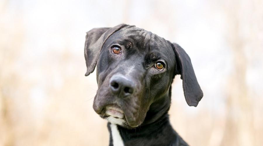 Greater Swissdane