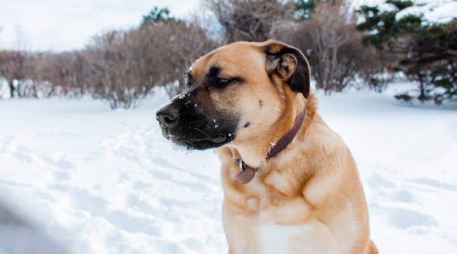 Great Pyrenees German Shepherd mix in snow