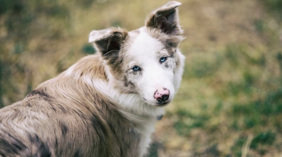 Grey Aussie Outdoors with Blue Eyes