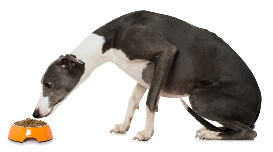 Grey Dog Eating Food