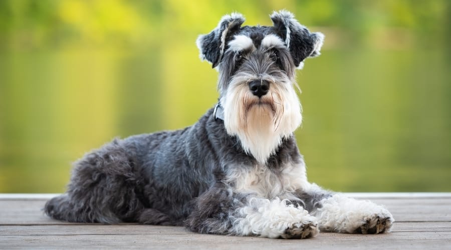 Grey Dog Laying on Table