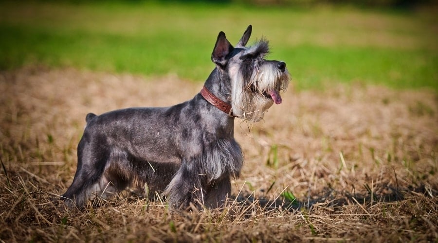Grey Dog Outside in Straw