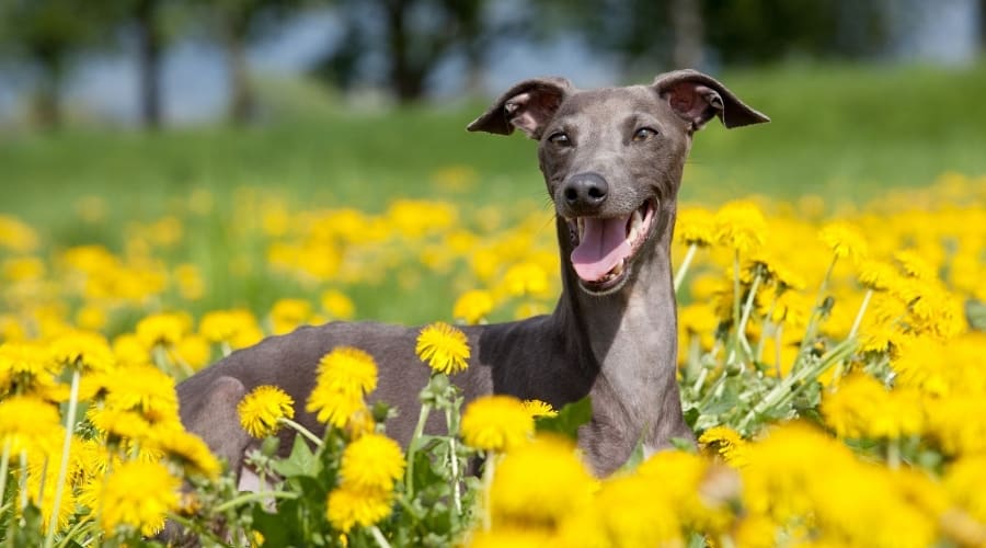 Grey Dog Sitting in Yellow Flowers