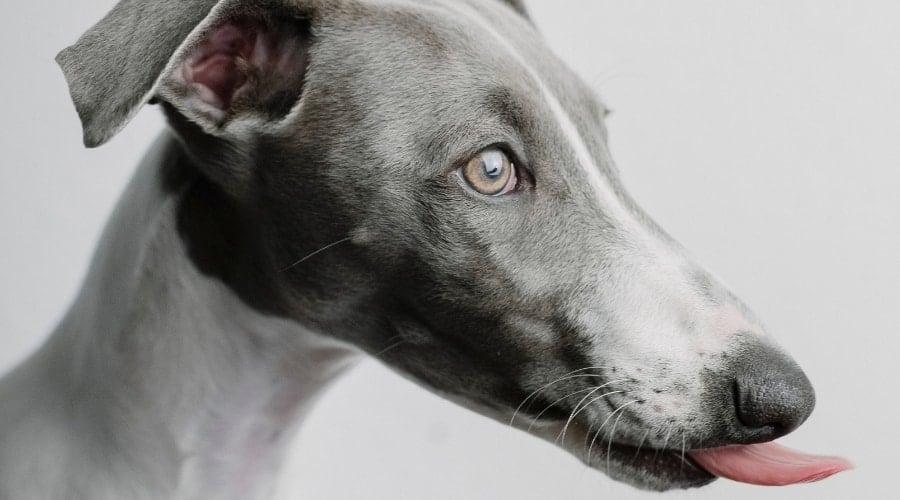 Grey Dog With Tongue Out