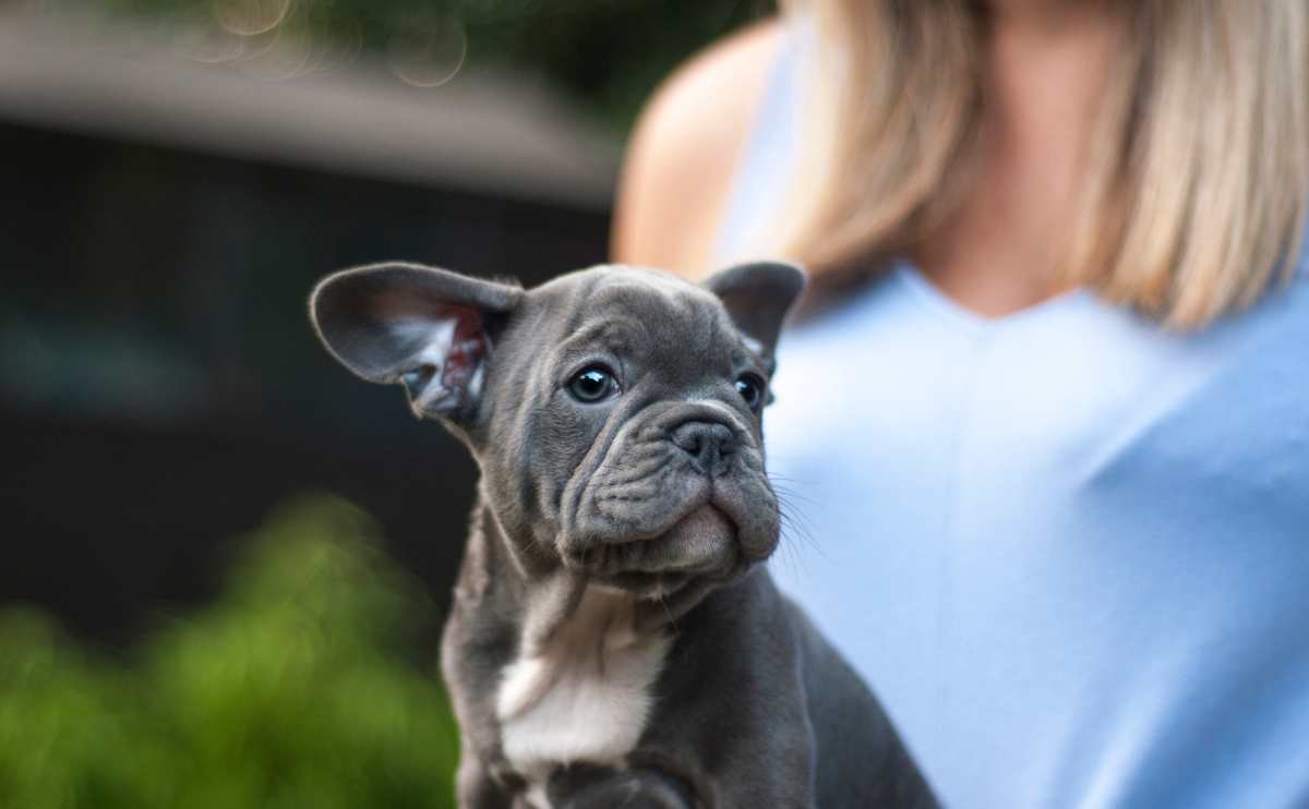 Grey French Bulldog with owner in the background outside.