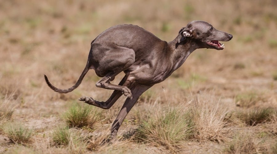Grey Skinny Dog Running in Field