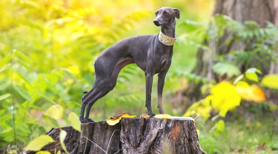 Grey Skinny Dog Standing on Tree Stump