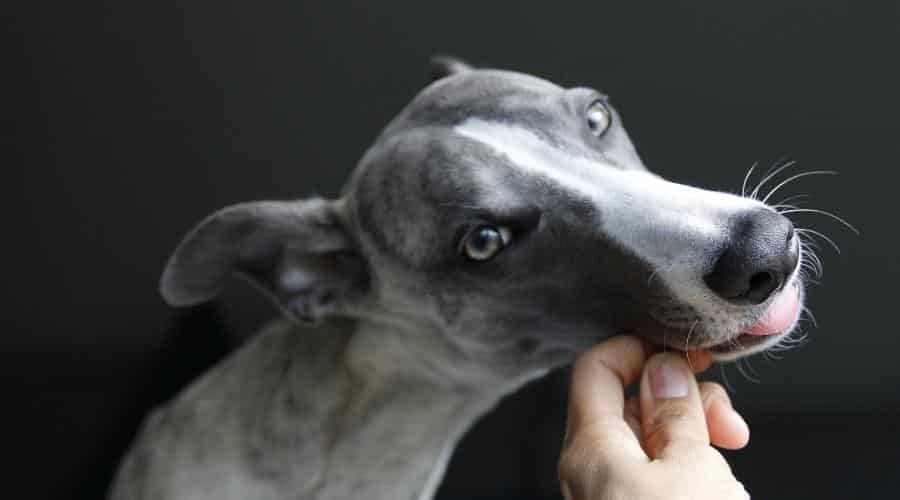 Grey Whippet closeup eating out of a hand