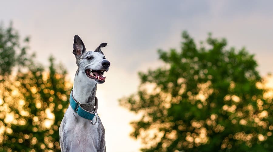 Grey Whippet