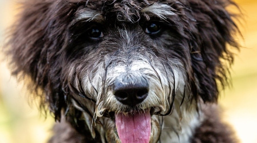 Grey and White Bernedoodle outdoors