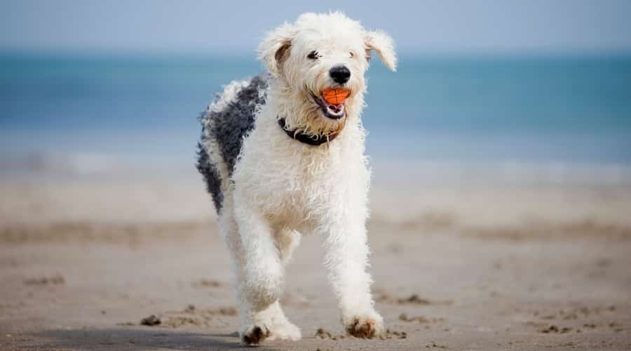 Grey and White Curly Haired Dog Running on Beach