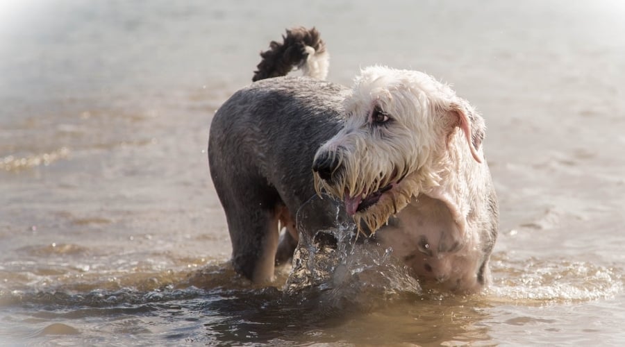 Grey and White Dog In Water
