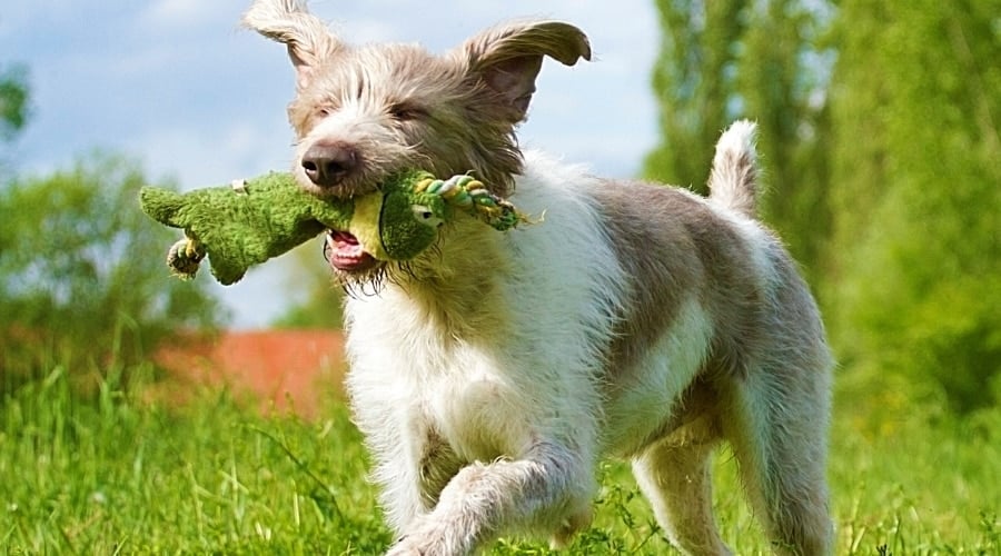Grey and White Dog Running with Toy