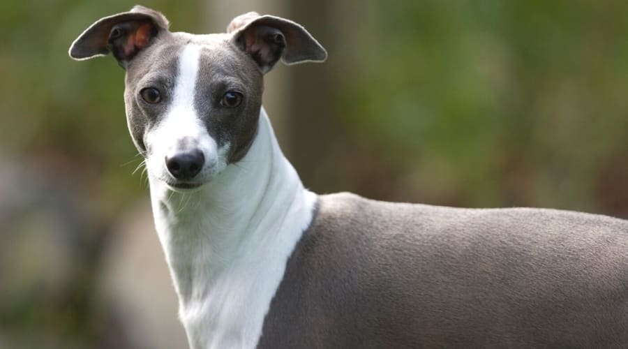 Grey and White Skinny Dog