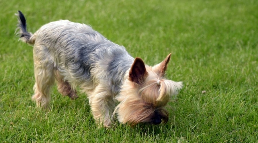 Grey and tan Yorkie sniffing grass